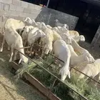 غنم حريات