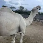 بعير عفر مشروط للبيع