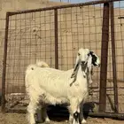 للبيع جذعات دفيع