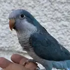 كويكر اليف معندو عض(تم الببع)
