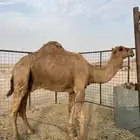 جمل احمر للبيع