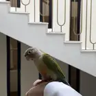 كنيور انناس مفطوم هدد داخلي