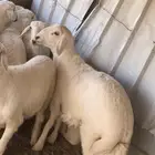بهم كلش طلي العدد9