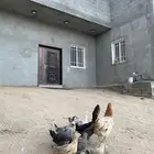 دجاجة مع صيصانها  ( تم البيع )