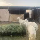 طليان كبار ناهية وجبرة