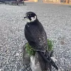 جليميه للبيع