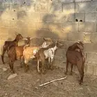 تيوس بلدي للبيع