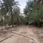 نخل طوال عدد 20 سلج وخضري