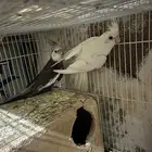 سلام عليكم جوز كروان