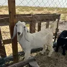 تيس ذبيحه
