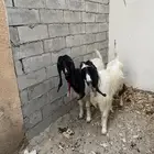 معزا