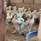 للبيع صوص براهما كولمبي