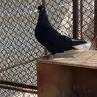 ذكر نوري مشاءالله