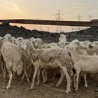 غنم حريات دفيع من 680