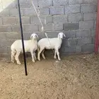 رخال حريات