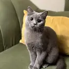 قط سكوتش ستريت للبيع