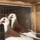 اسكندراني راجن على بيضتين