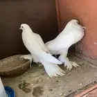 حمام نفاخ 3 أزواج