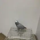 بيع ببغاء