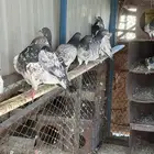 حمام بكستاني