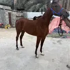 فرس شعبيه معا ولدها