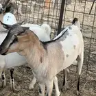 تيوس مرابي 4 شهور