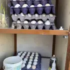 للبيع بيض دجاج مشكل اصناف عالبه اكل وفقاصه