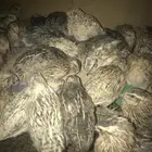 سمان فري