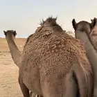 قعود قصب للبيع