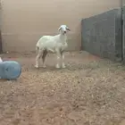 ذبيحه رخل حريه