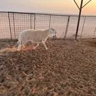 فحل حري للبيع مشروط