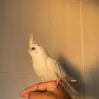 كروان البينو اليف هدد