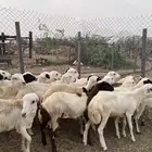 رخال رفيدي من 750