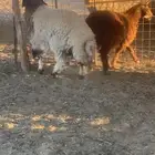 خرفان 2