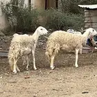 بيع