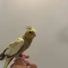 تم البيع والله يبارك لراعيه