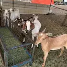تيوس بلدي