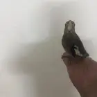 فرخ كروان للبيع