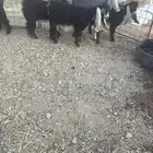 جفرات عوارض