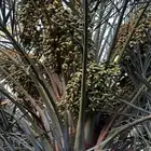 ثمار المزرعه للبيع برني