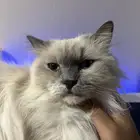 قطة شيرازي للتبني