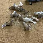 قماري هولندي