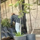 تين 8 اصناف واحجام طيبة ومثمرة بالجملة   نجران