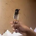 بلبول مكس