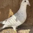 حمام زاجل..