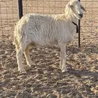 حريه دافع للبيع