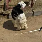 رخل نجدية