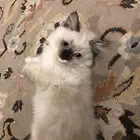 قطط هملايا للبيع