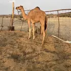 للبيع بكره لقيه