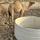 قعود للبيع سمين تحت امه